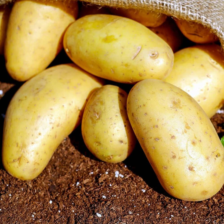 Yukon Gold Potato Seeds - Vegetable Plant