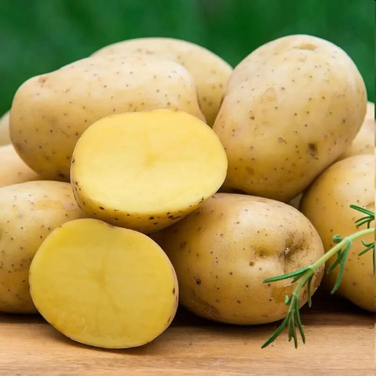Yukon Gold Potato Seeds - Vegetable Plant