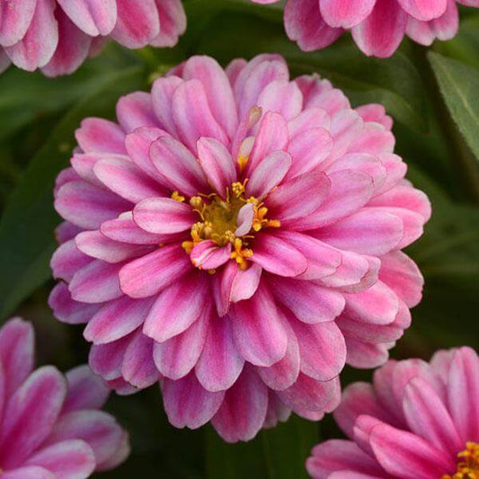Zahara Zinnia Seeds - Flower Plant