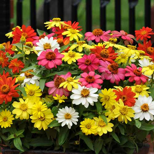 Zahara Zinnia Seeds - Flower Plant