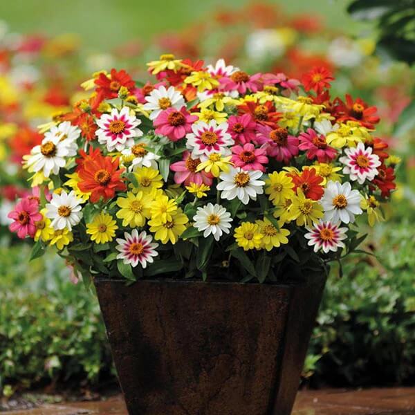 Zahara Zinnia Seeds - Flower Plant