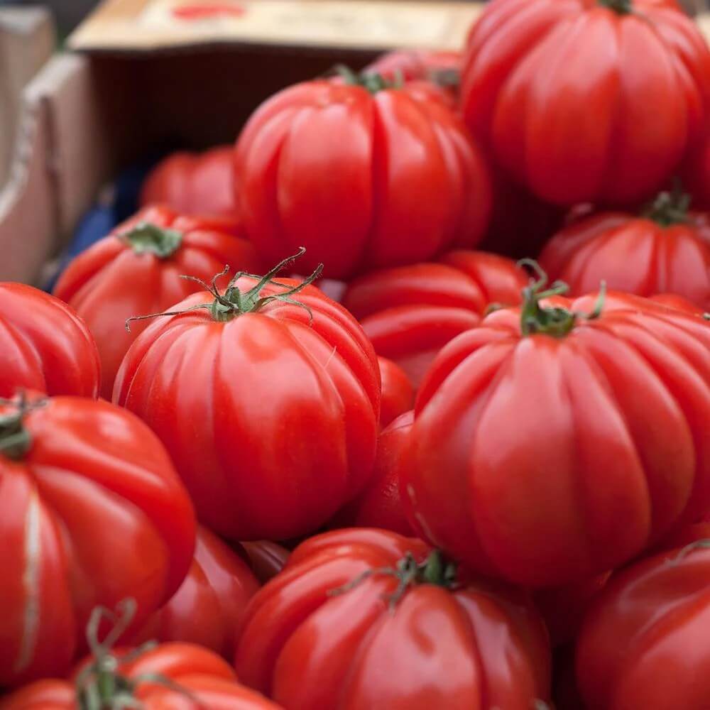 Zapotec Tomato Seeds