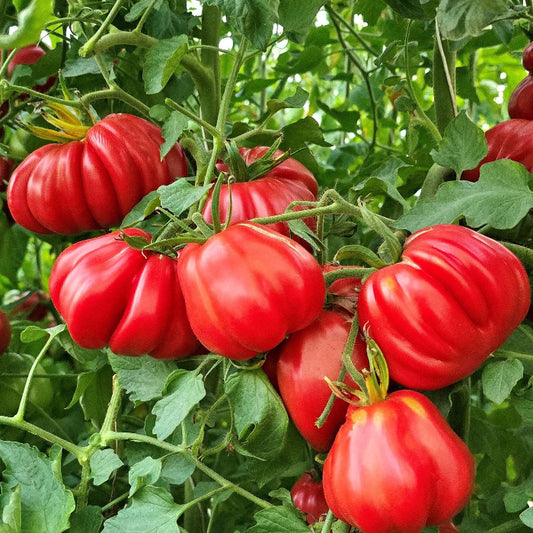 Zapotec Tomato Seeds