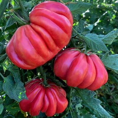 Zapotec Tomato Seeds
