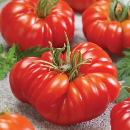 Zapotec Tomato Seeds