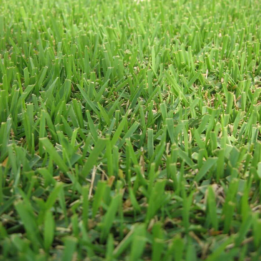 Zen 400 Zoysia Seeds 