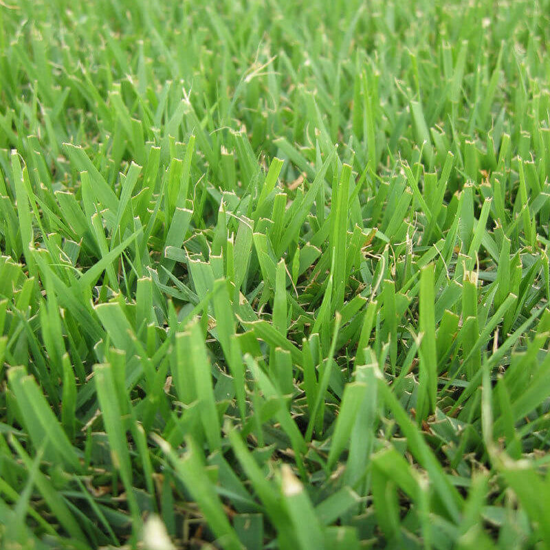 Zen 400 Zoysia Seeds 