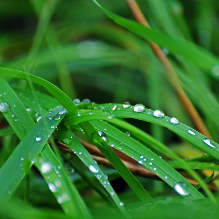 Zen 400 Zoysia Seeds 