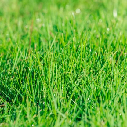 Zenith Zoysia Seeds