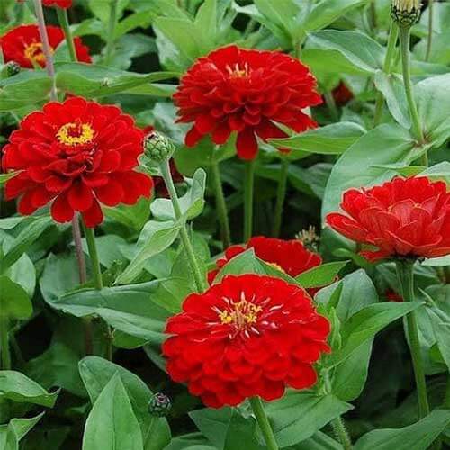 Zinnia Elegans Seeds - Flower Plant