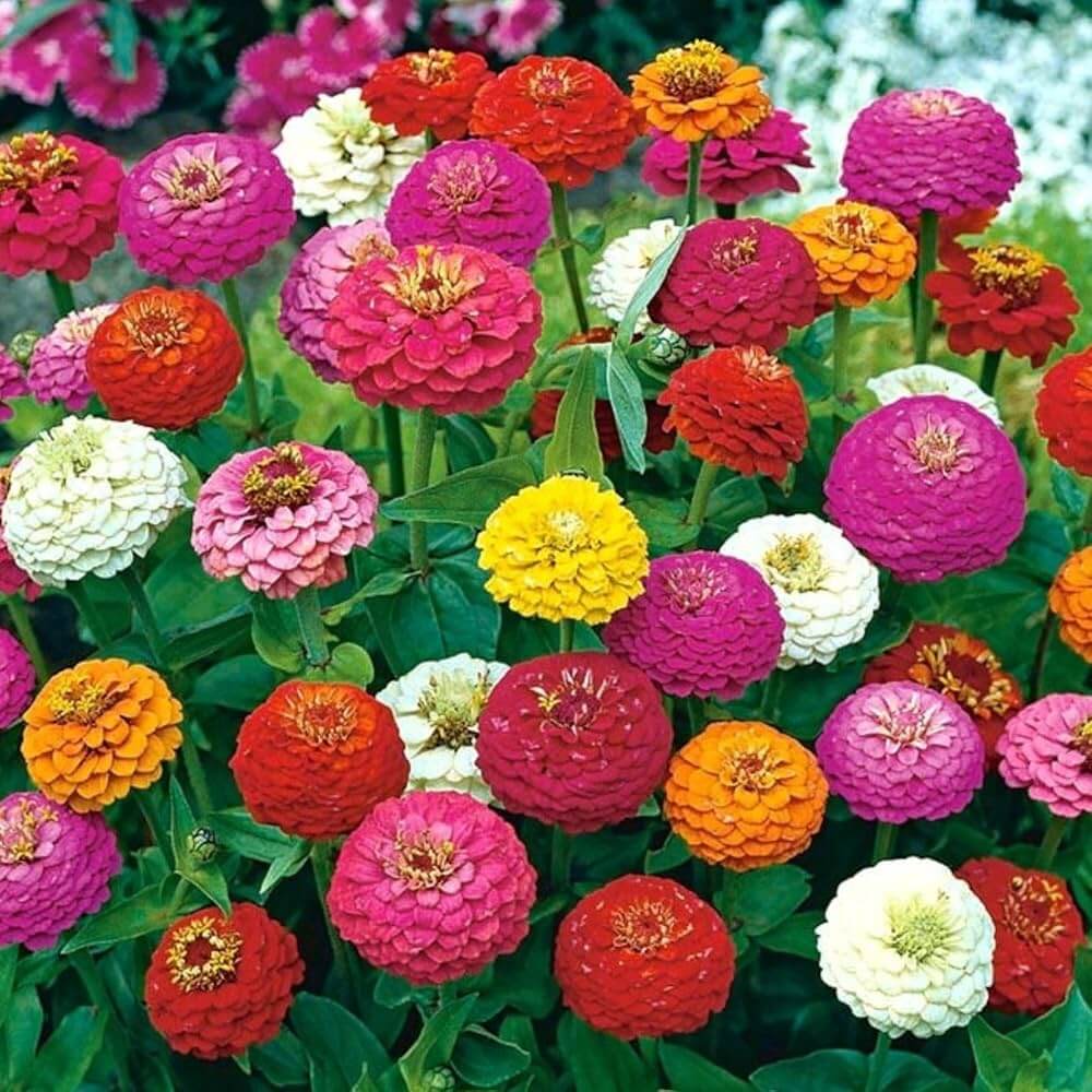 Zinnia Elegans Seeds - Flower Plant