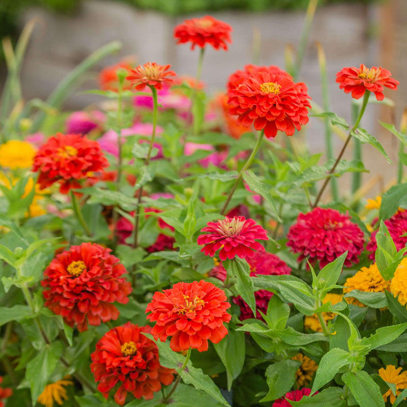 Zinnia Seeds