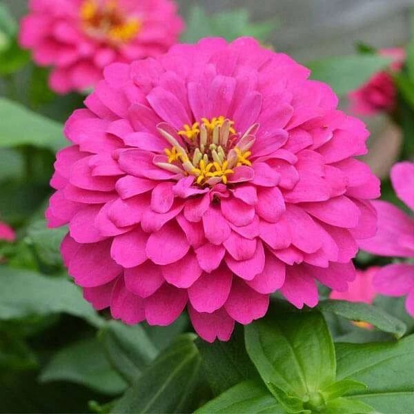 Zinnia Seeds