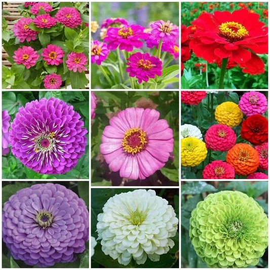 Zinnia Seeds - All In One For Home Gardens