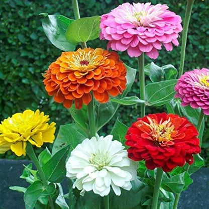 Zinnia Seeds - All In One For Home Gardens