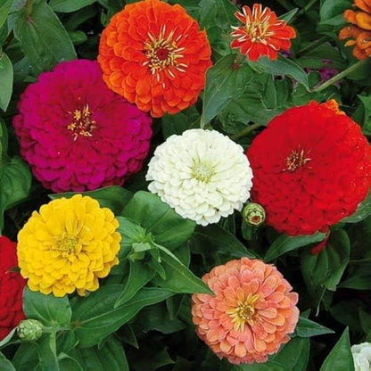 Zinnia Seeds - Flower Plant