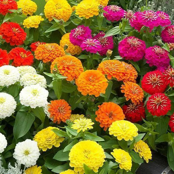 Zinnia Seeds - Flower Plant