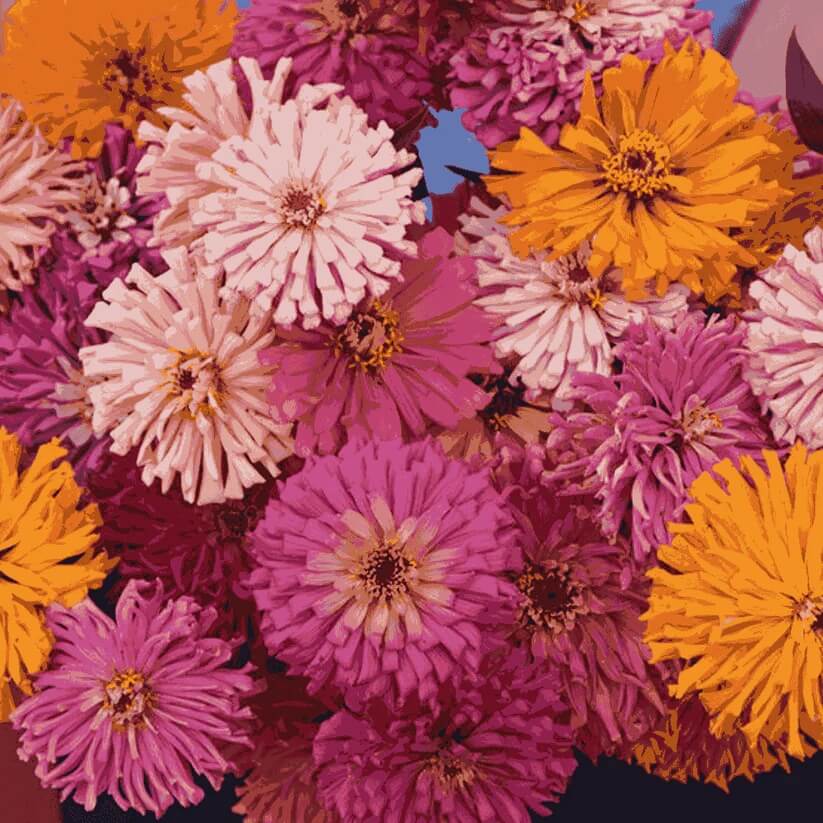 Zinnia Super Cactus Mix seeds