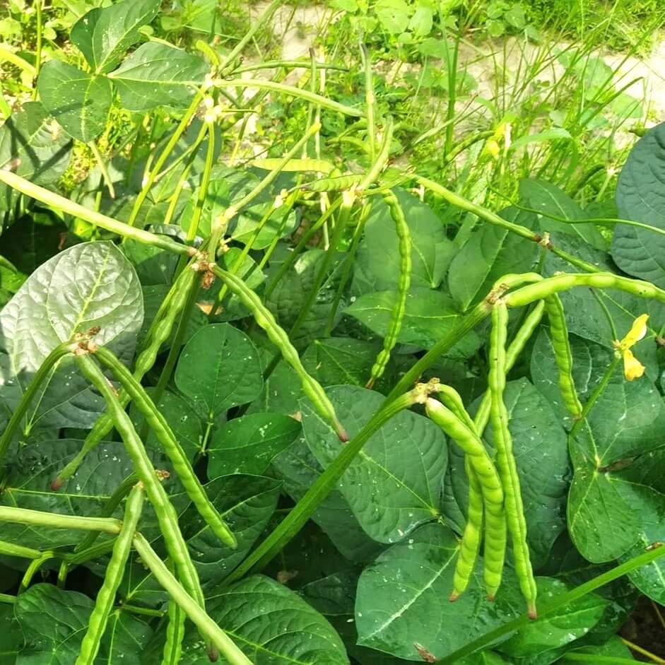 Zipper Cream Pea Seeds 