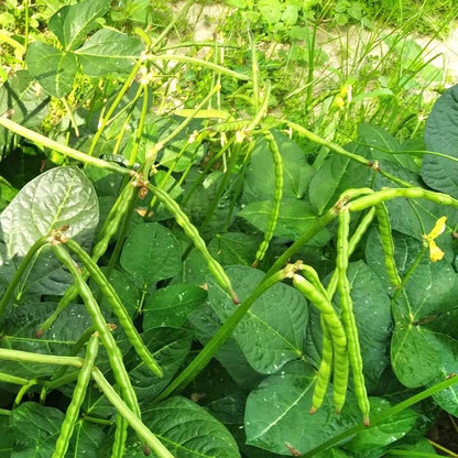 Zipper Cream Pea Seeds 