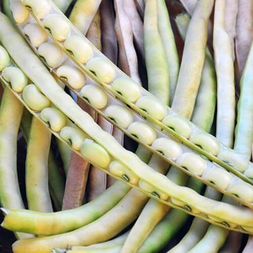 Zipper Cream Pea Seeds 