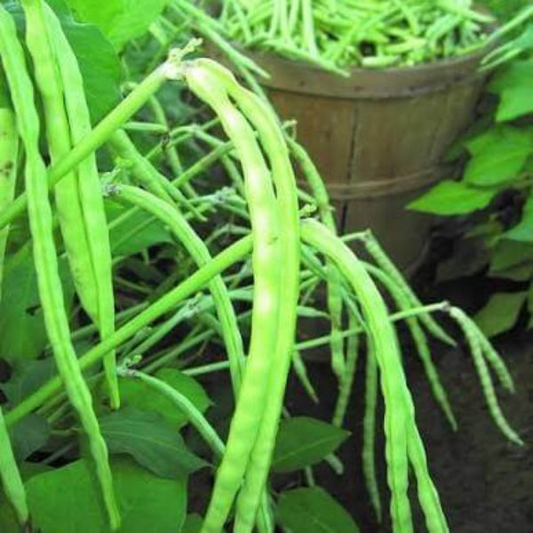 Zipper Cream Pea Seeds 