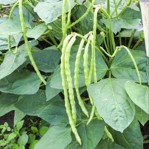 Zipper Cream Pea Seeds 