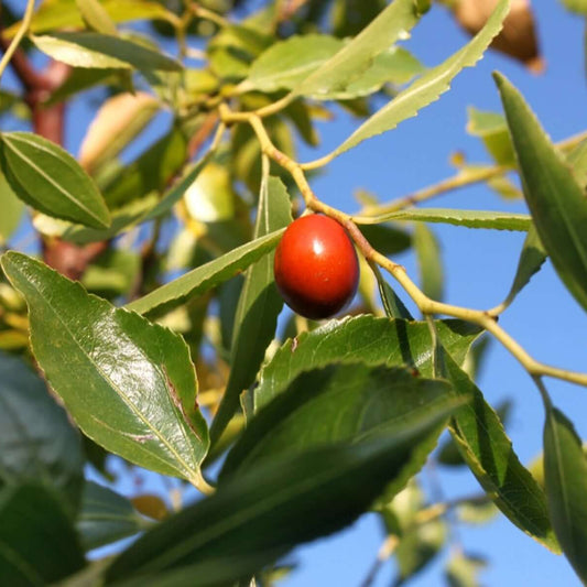 Zizyphus Jujube Seeds