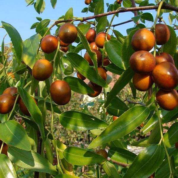 Zizyphus Jujube Seeds