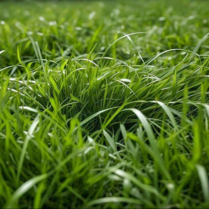 Zoysia Grass Seeds 