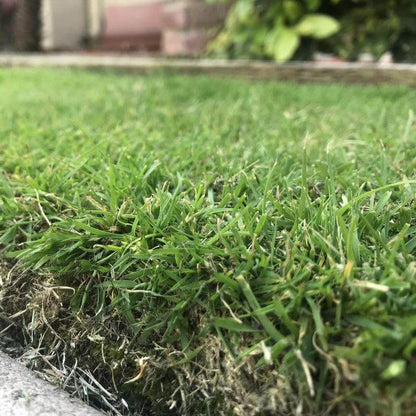 Zoysia Grass Seeds