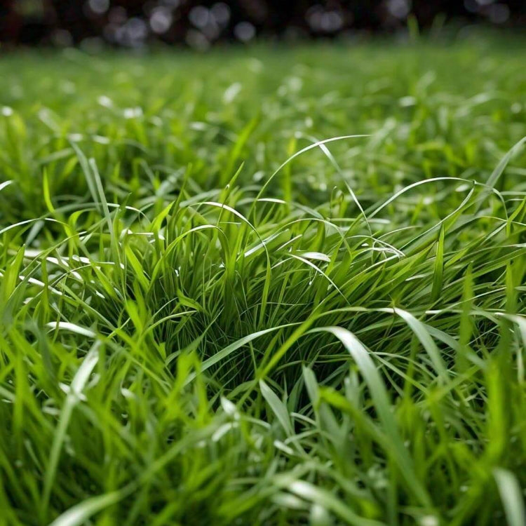 Zoysia Grass Seeds