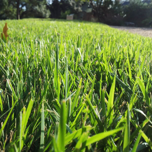 Zoysia Grass Seeds