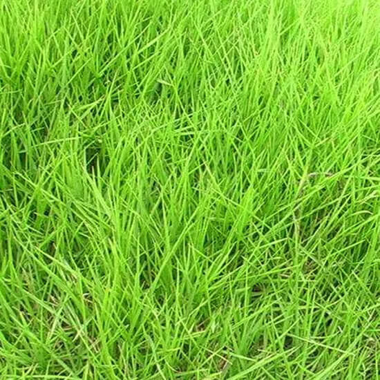 Zoysia Japonica Seeds 