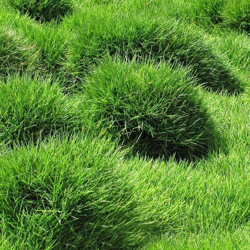 Zoysia Seeds - Flower Plant for Home Gardens