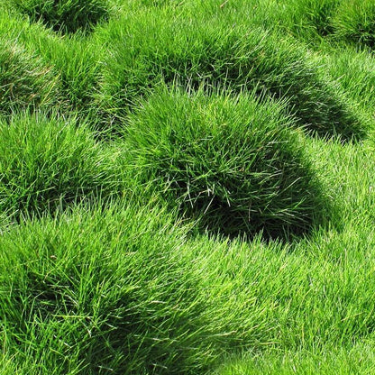 Zoysia Seeds - Flower Plant for Home Gardens