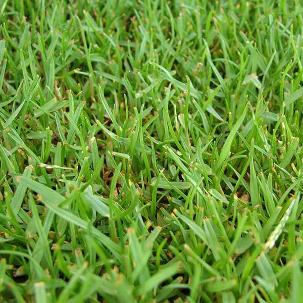 Zoysia Seeds - Flower Plant for Home Gardens