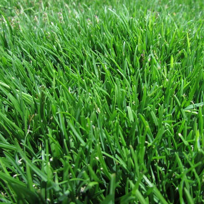 Zoysia Seeds - Flower Plant for Home Gardens
