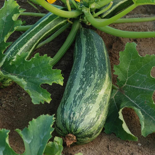 Zucchini Seeds