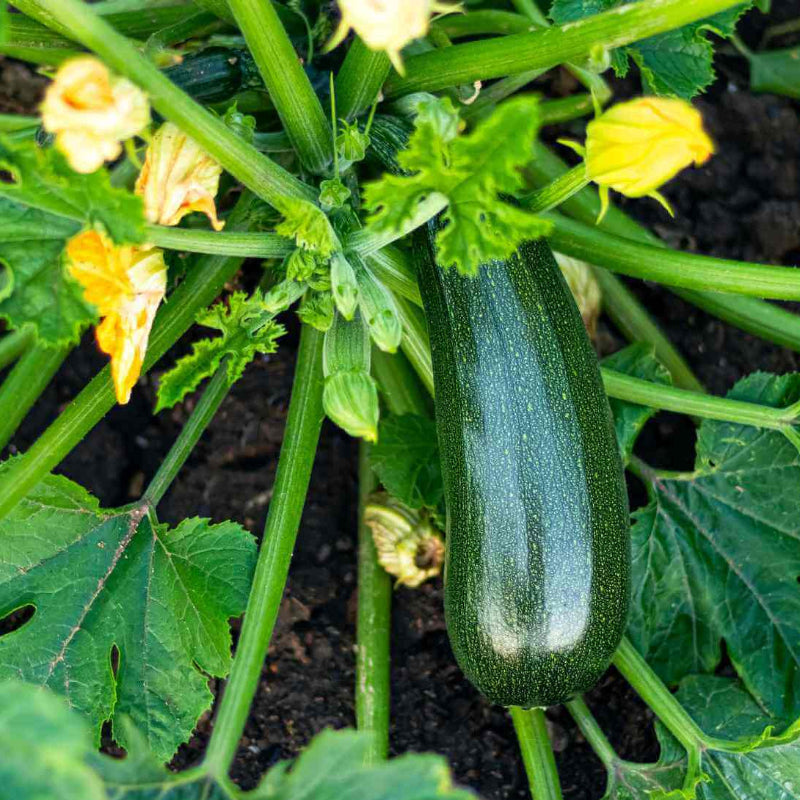 Zucchini Seeds