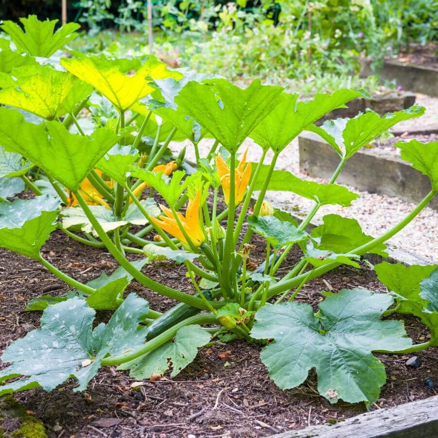 Zucchini Seeds