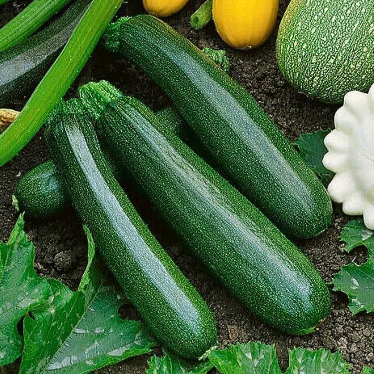 Zucchini seeds - Vegetable Plant