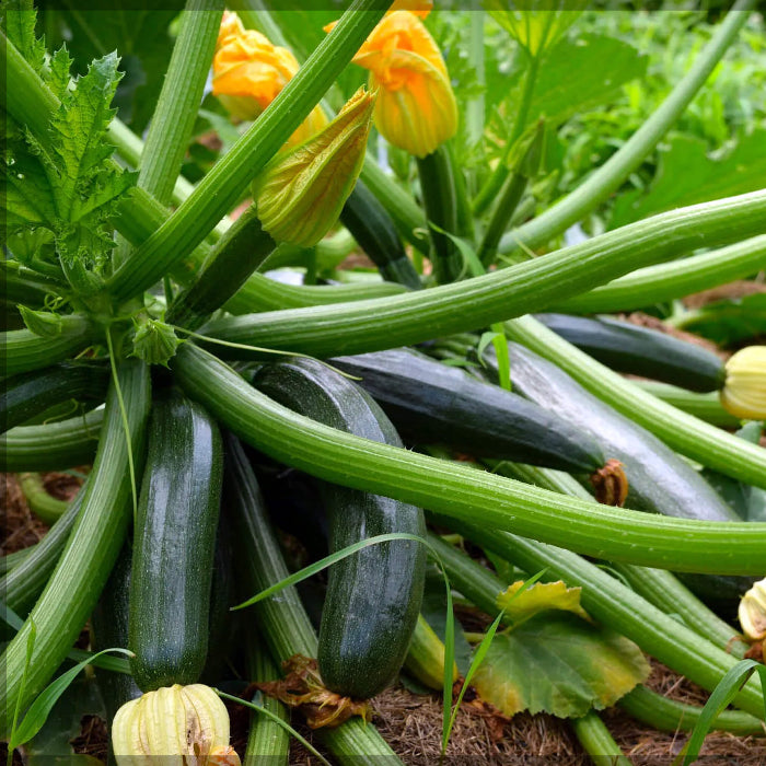 Zucchini seeds - Vegetable Plant