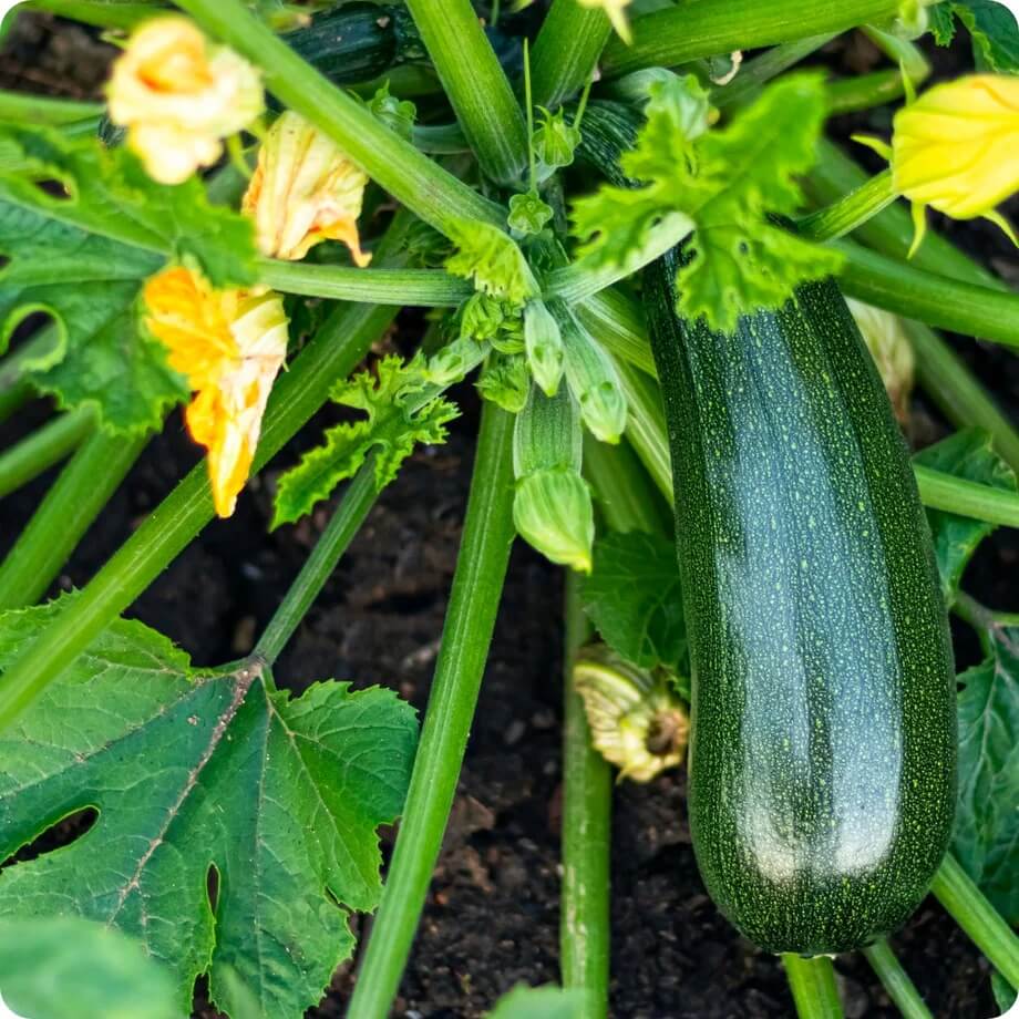 Zucchini seeds - Vegetable Plant