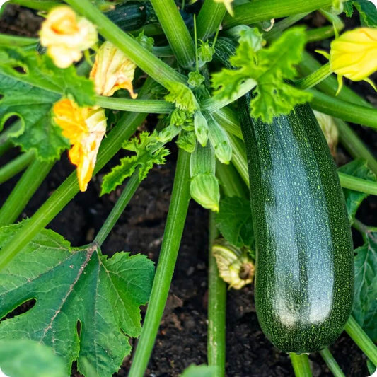Zucchini seeds - Vegetable Plant