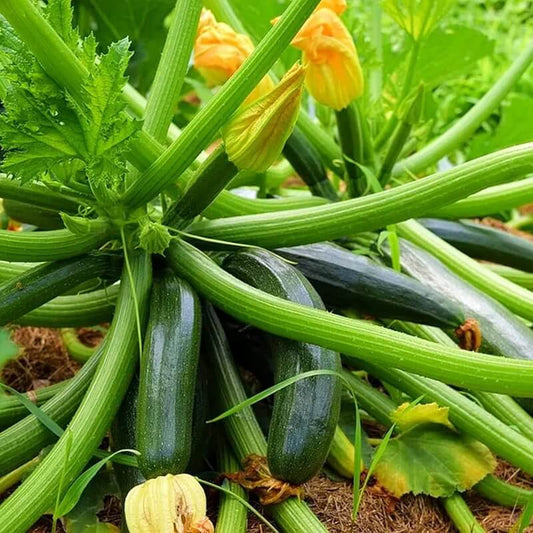 Zucchini squash seeds - Vegetable Plant