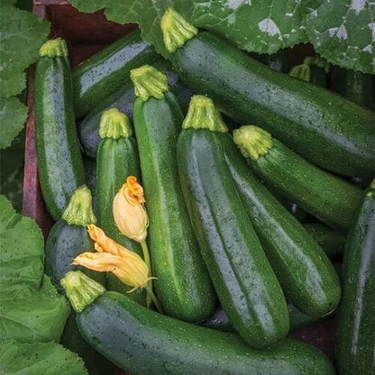 Zucchini squash seeds - Vegetable Plant