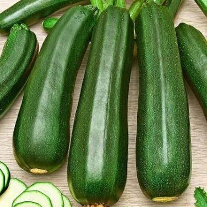 Zucchini squash seeds - Vegetable Plant