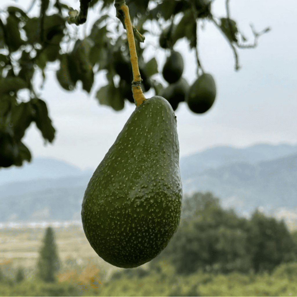 Zutano Avocado Seeds