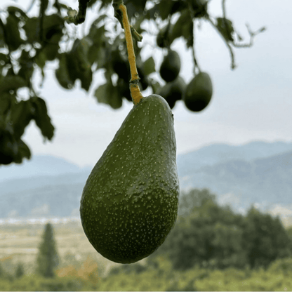 Zutano Avocado Seeds
